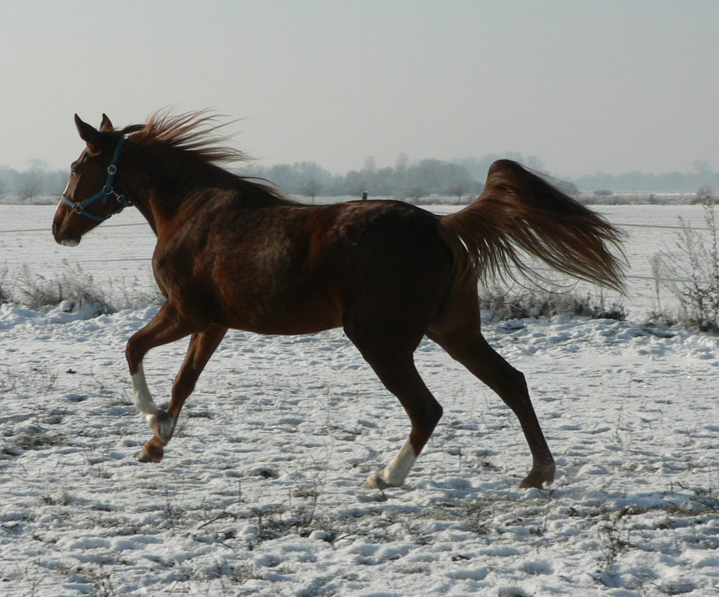 koně prosinec 2012 012