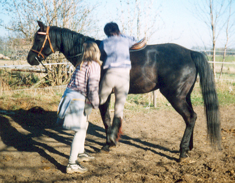 Laroff jako jezdecký kůň