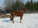 koně prosinec 2012 008