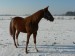 koně prosinec 2012 065