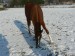 koně prosinec 2012 085