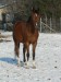 koně prosinec 2012 070