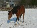 koně prosinec 2012 072
