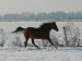 koně prosinec 2012 053