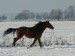 koně prosinec 2012 054