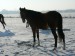 koně prosinec 2012 080
