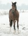 koně zima 2010 018