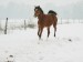 koně zima 2010 047